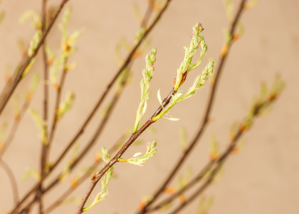 bloesemtakken,lente,26