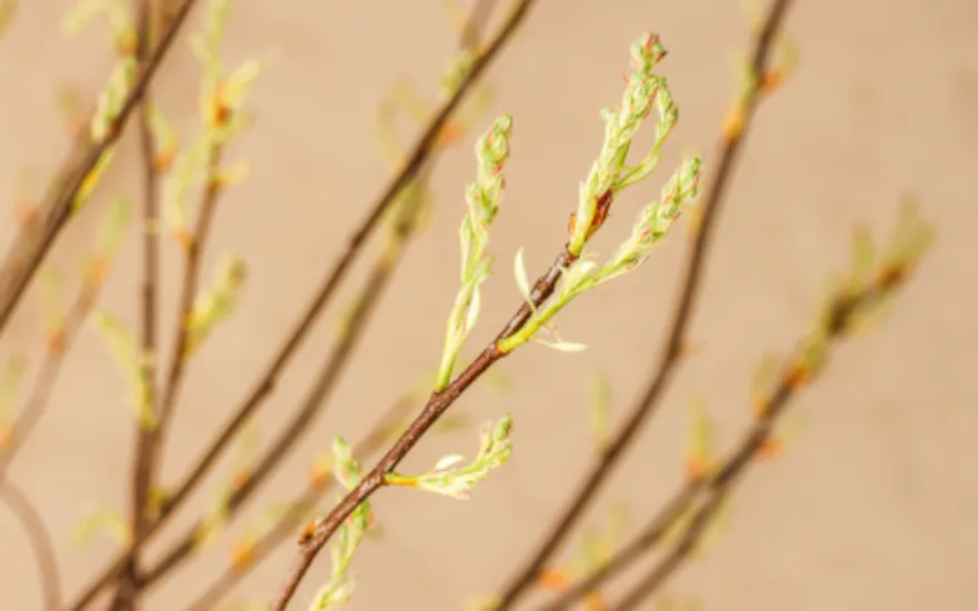 bloesemtakken,lente,26