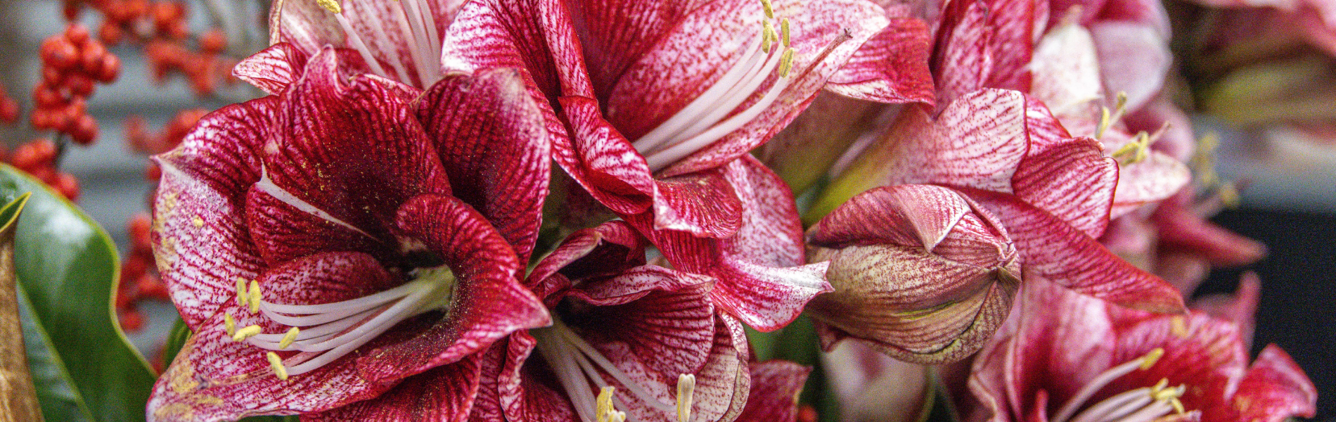 winterluxus: amaryllis mit stil
