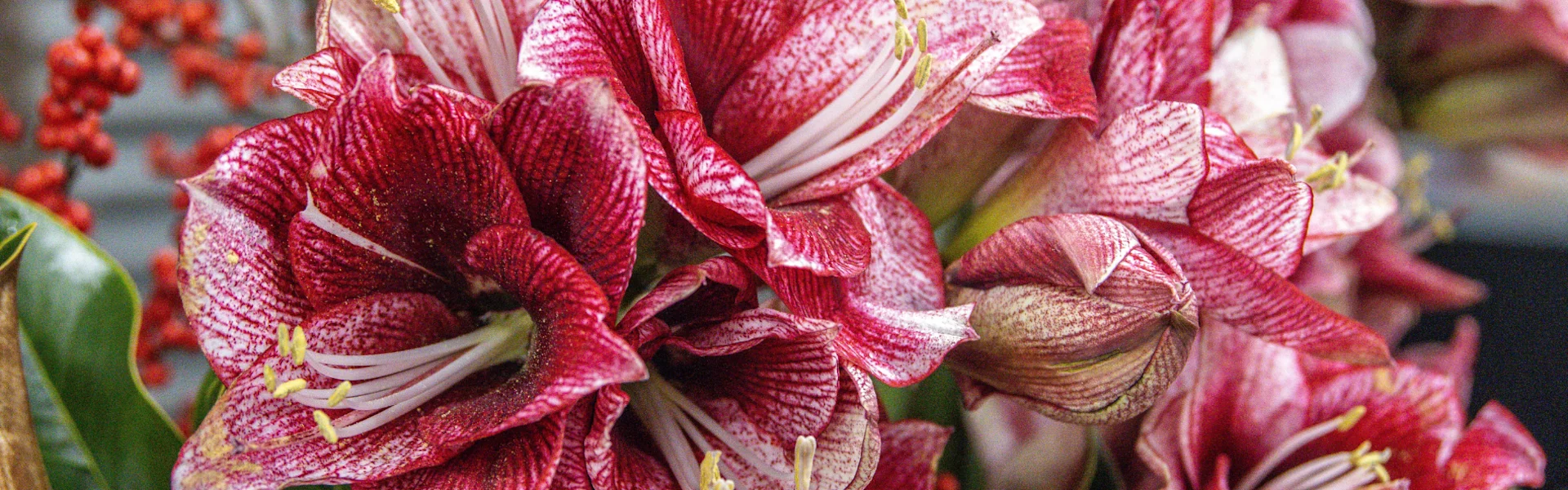 winter luxe: amaryllis in style