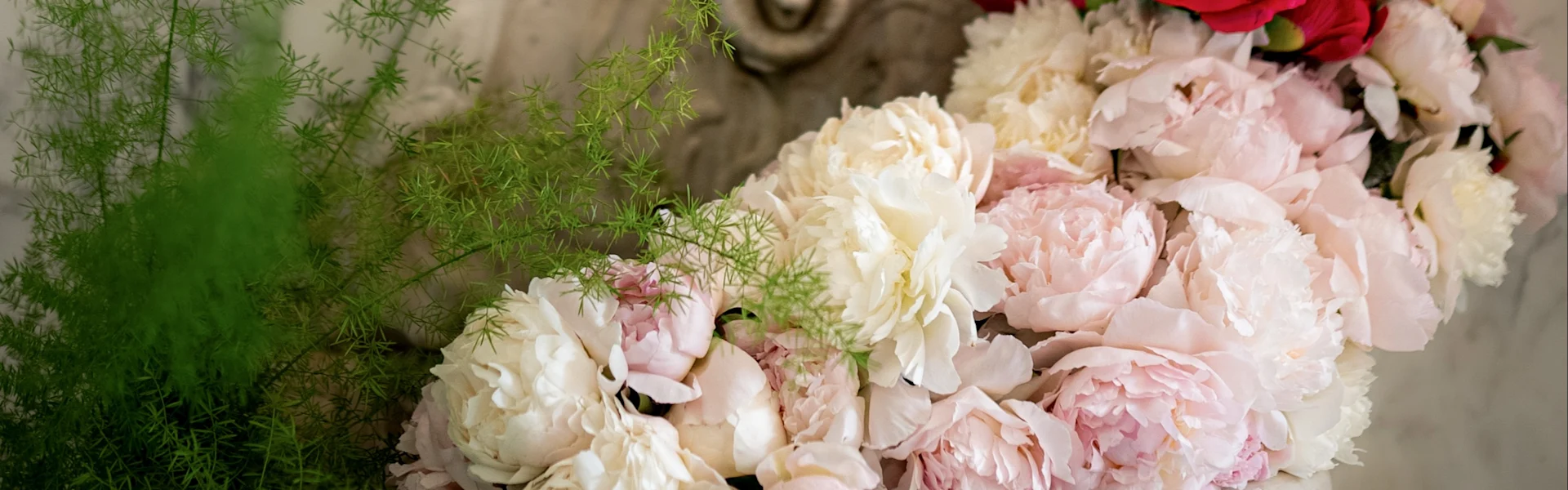peony of the week:
