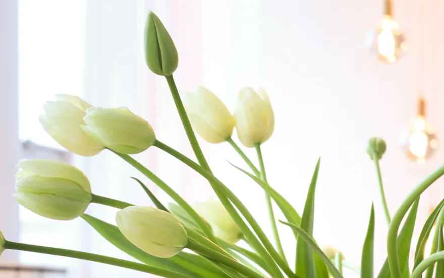 tulpen,lente,26