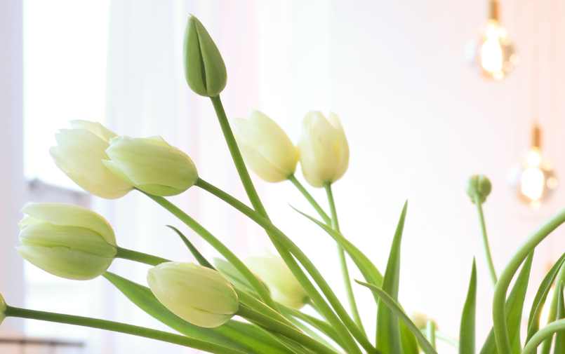 tulpen,lente,26