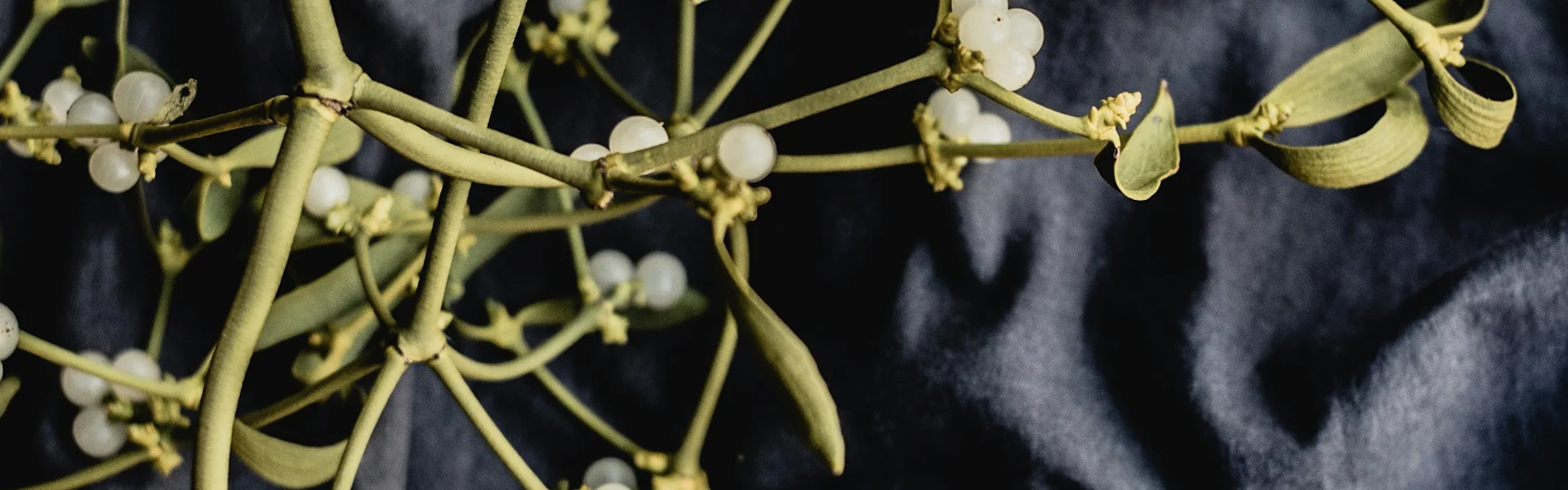 Maretak: onmisbaar in je wintercollectie