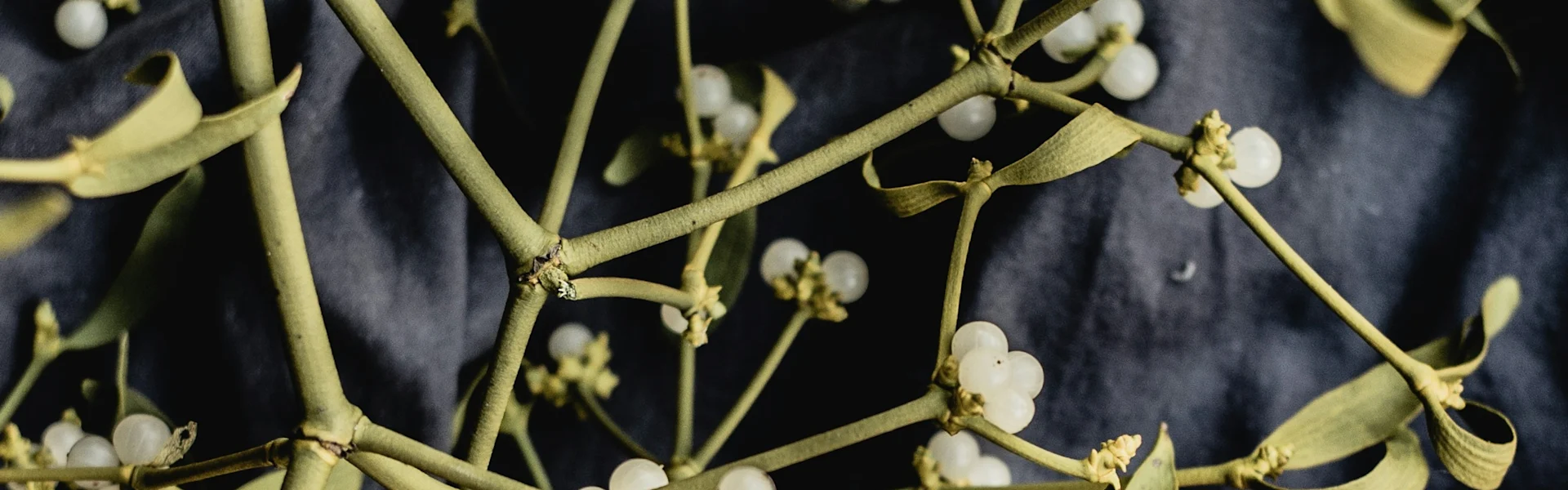 mistletoe: indispensable this winter