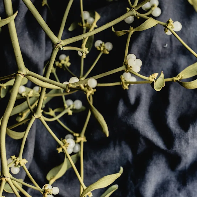 maretak, groen, 23 (1)