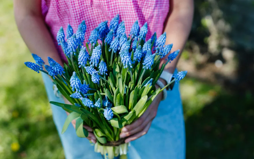 Muscari bloemengroothandel Greenflor