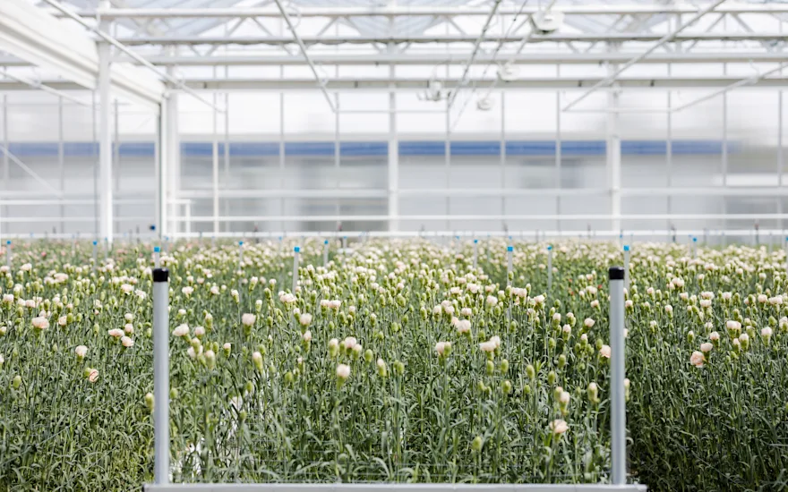 carnations,nursery,21 (4)