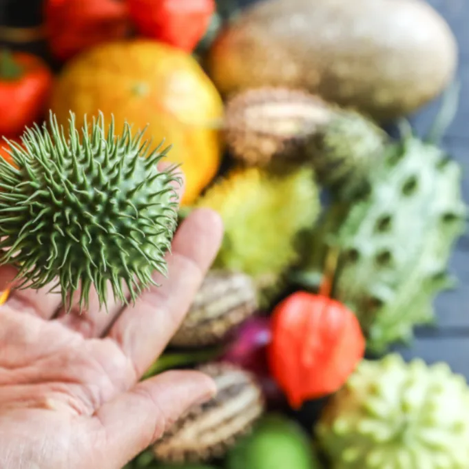 sierfruit,herfst,2025