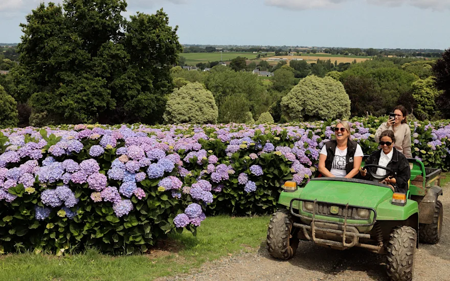 Hortensia, paars,23 (2)