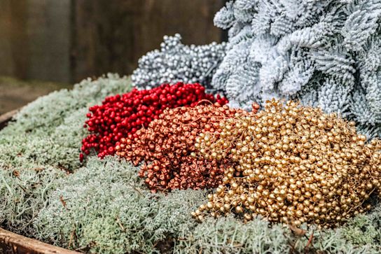 schinus,kerstshoot,2025