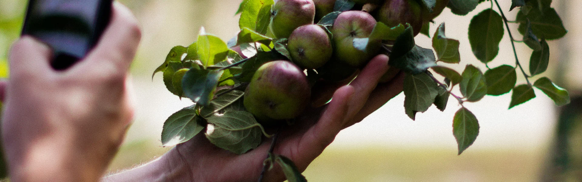 The season of malus branches