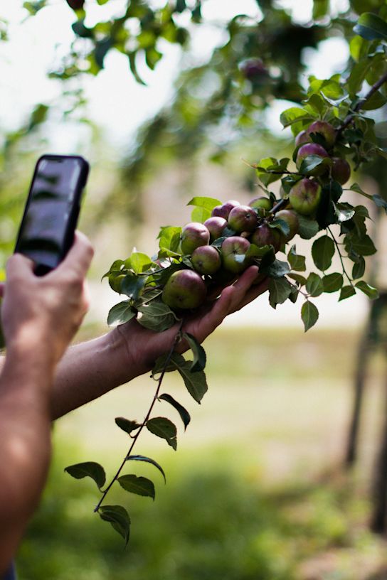 maluszweige,rot,22 (1)