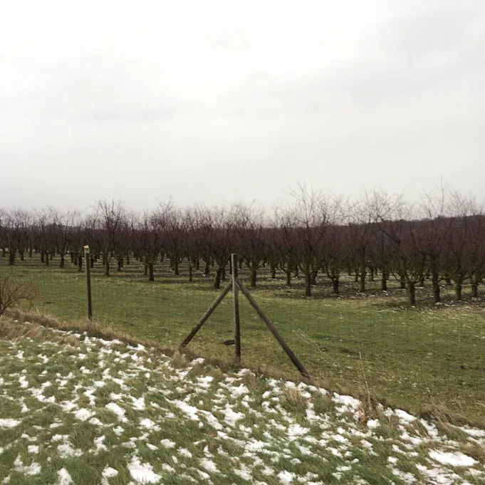 kersenbloesem,wit,21 (3)