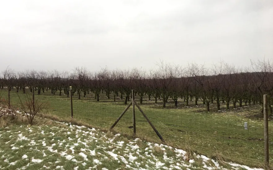 kersenbloesem,wit,21 (3)