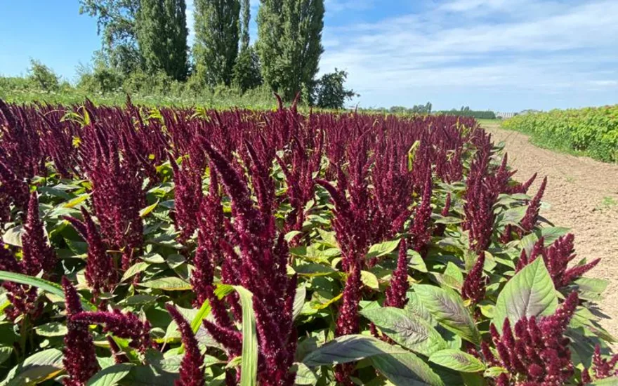 amaranthus,red,21 (3)