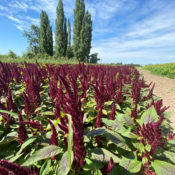 amaranthus,rot,21 (3)