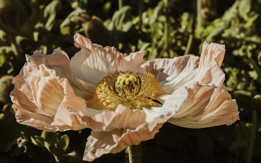 papaver,oranje,24 (19)