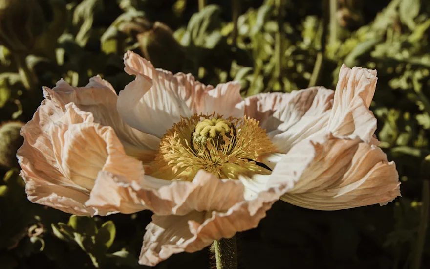 papaver,oranje,24 (19)