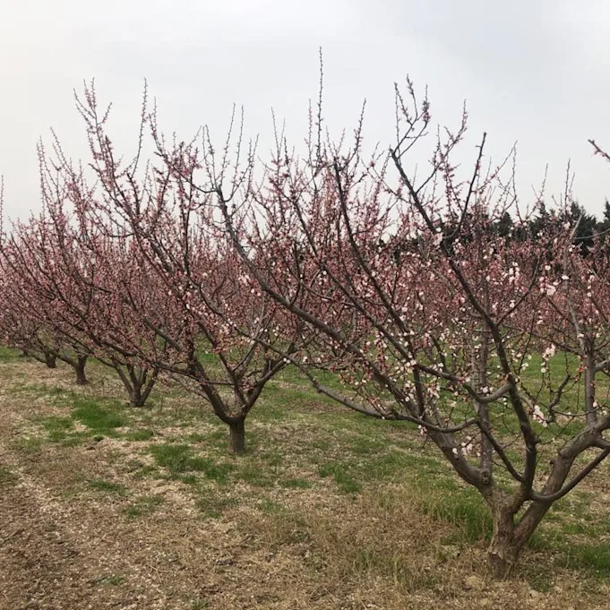 peachblossom,white,21 (5)