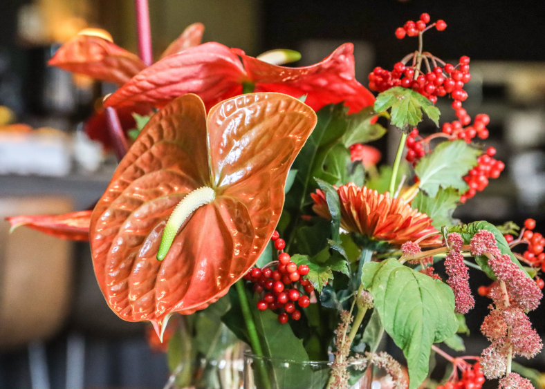 anthurium,rood,herfst,2025