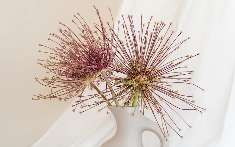 allium,paars,23