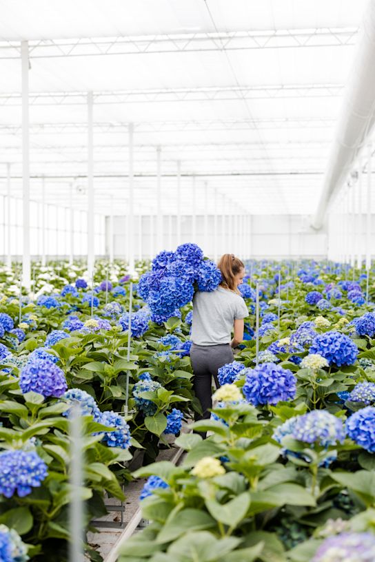 hydrangea,blue,21 (1)