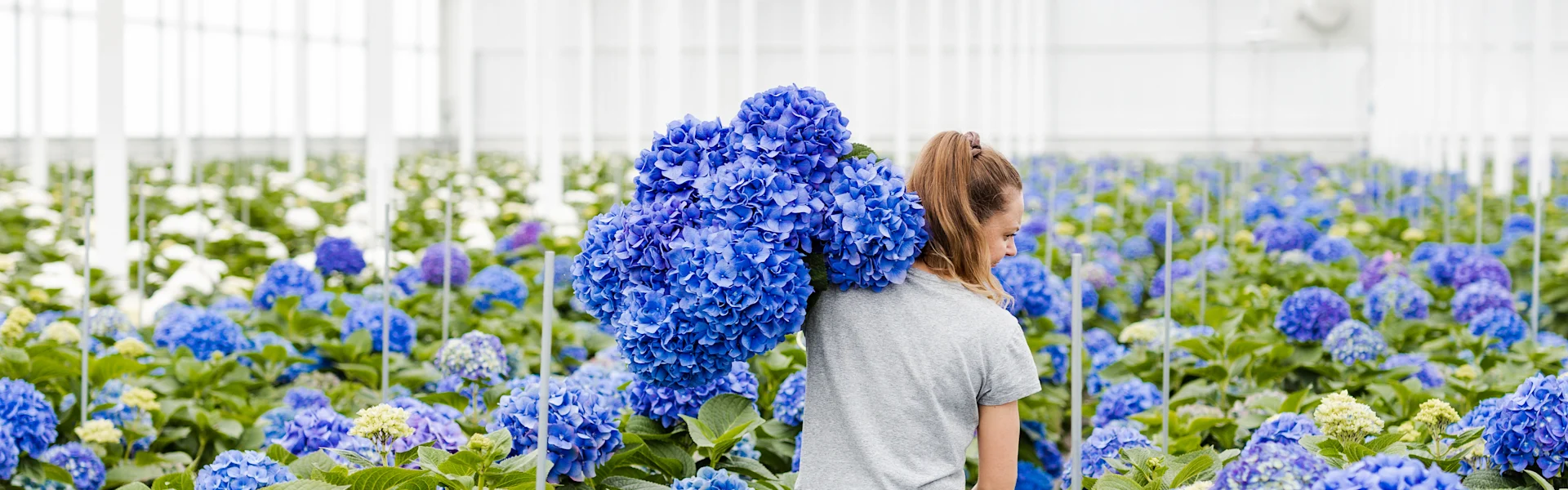 Topkwaliteit hortensia's bij Ko Kolk Amstelveen