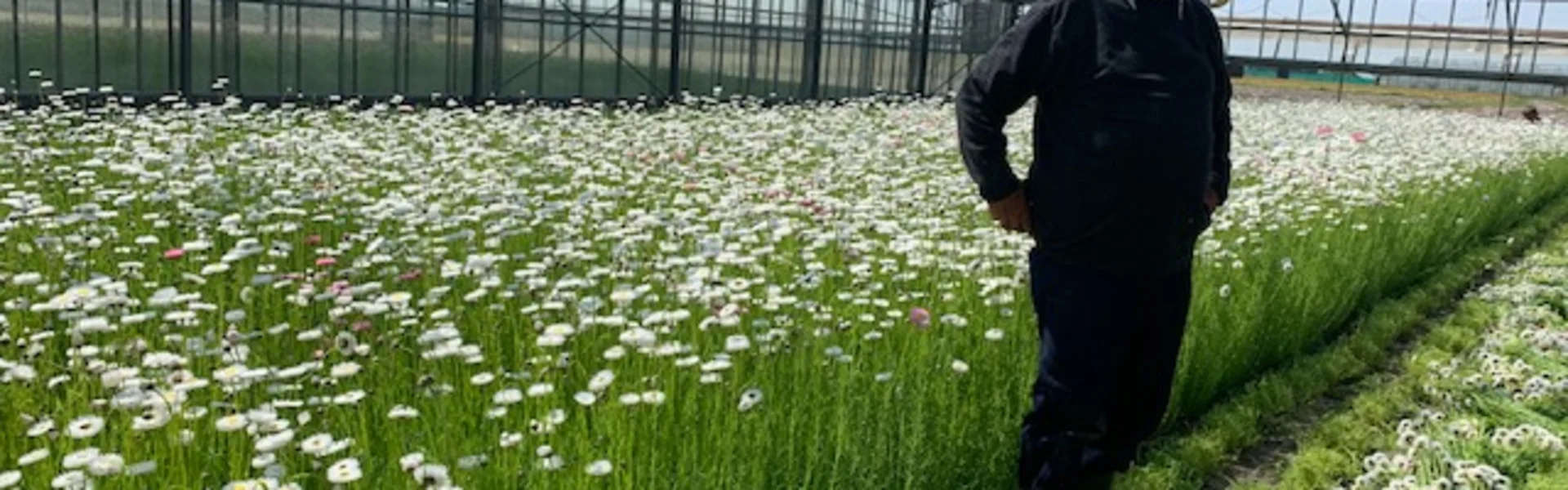 Eine zeitlose Blume im Rampenlicht
