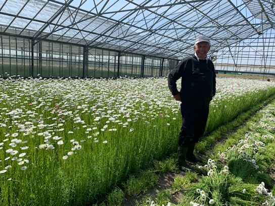 getrocknetesHelipterum,weiß,20 (1)