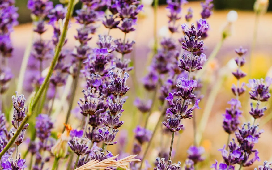 lavendel,paars,20 (4)