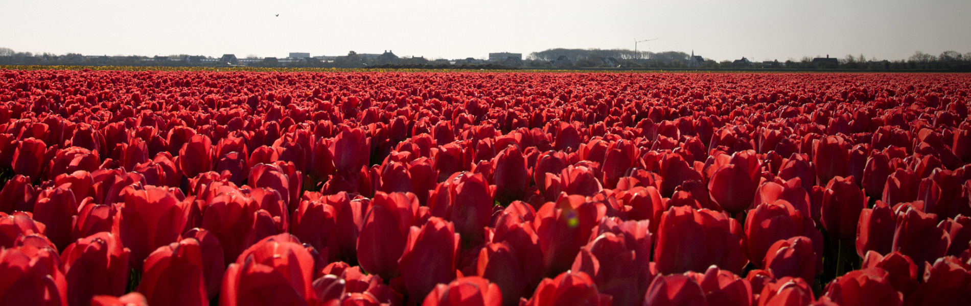 tulipes dobbe x greenflor