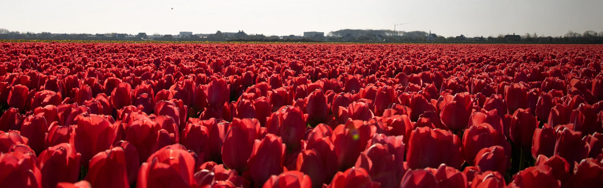 tulipes dobbe x greenflor