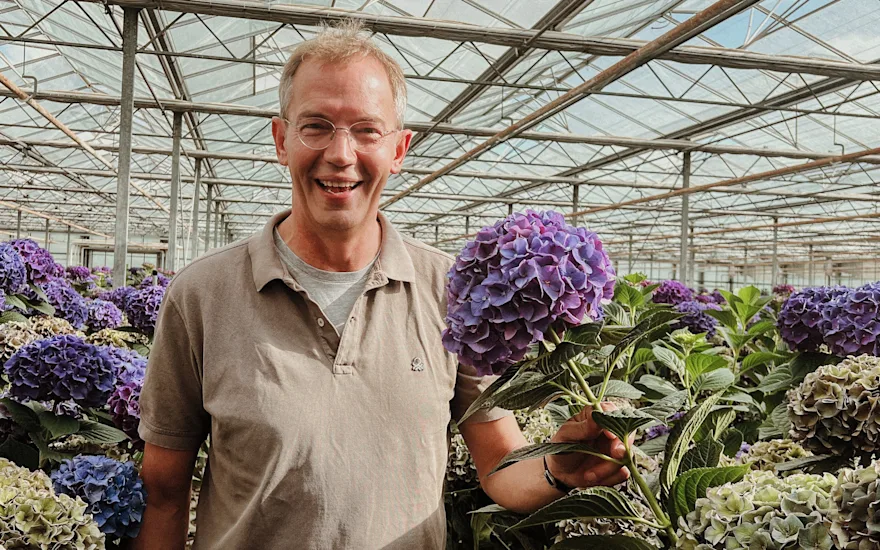 hortensia,hipholland,paars,24