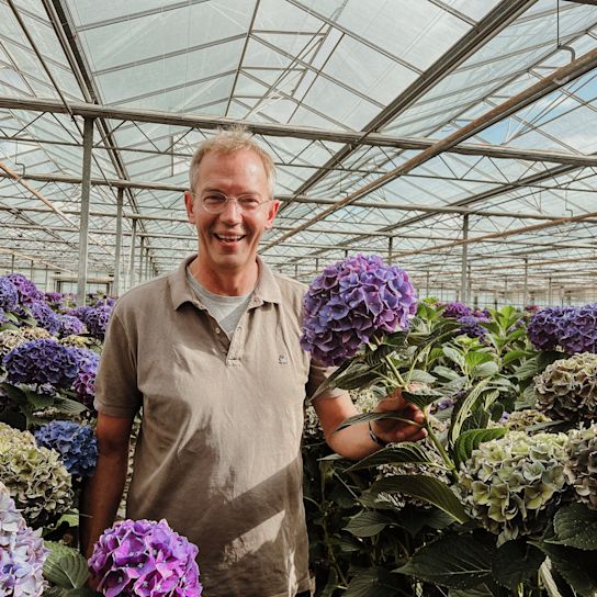 hortensia,hipholland,paars,24