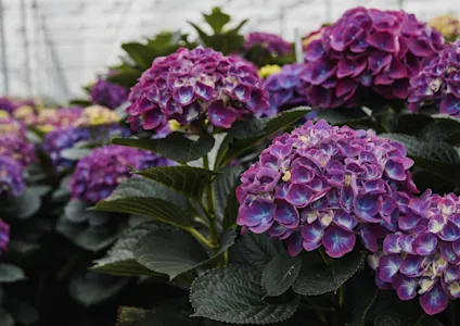hortensia,vicini,paars,24