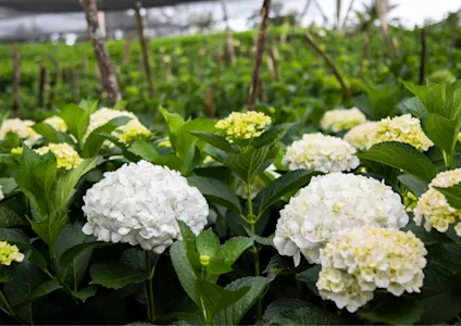 CONTENTFUL - content blockimage slider (9)