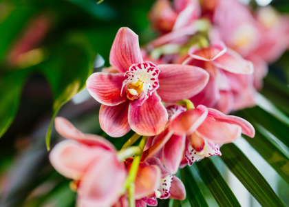 cymbidium,shoot,srilanka,26