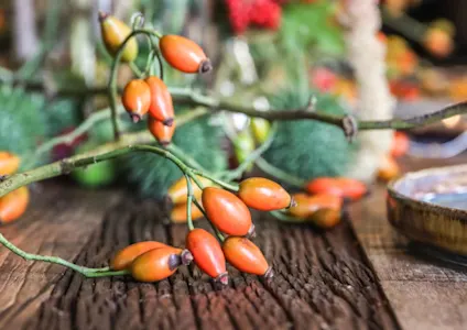 rozenbottel,herfst,2025