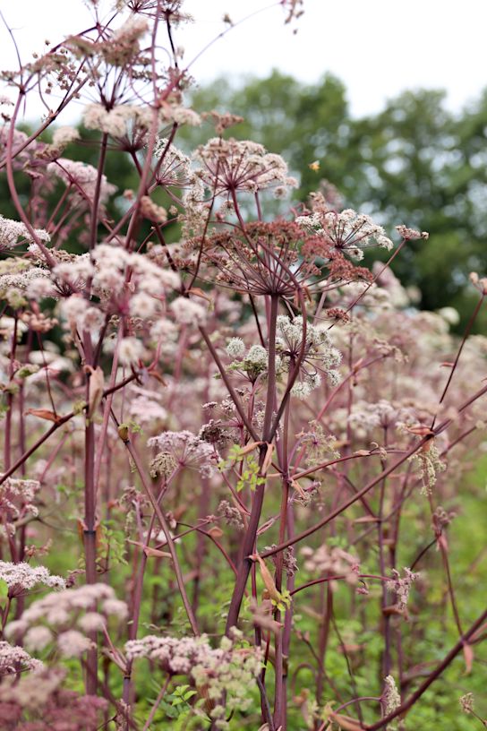 kwekerijhooijdonk,2024 (15)