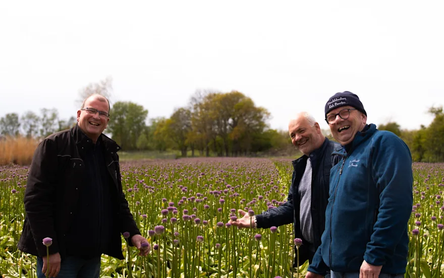 allium,paars,24 (15)