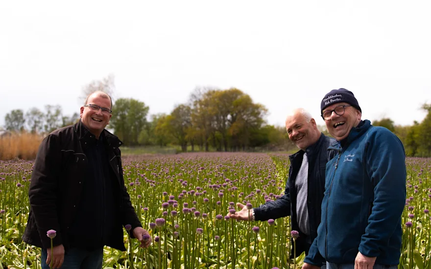 allium,paars,24 (15)