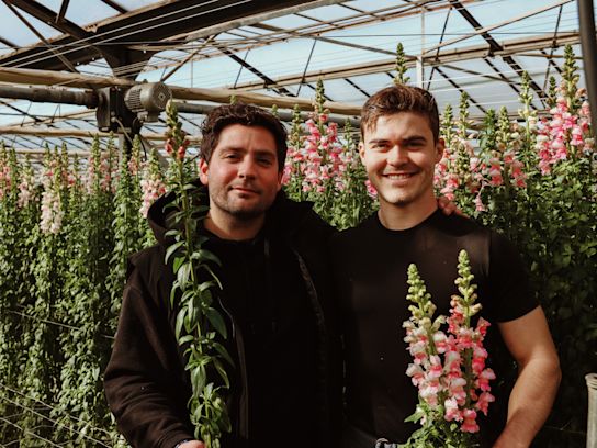 leeuwenbekken,roze,24 (15)