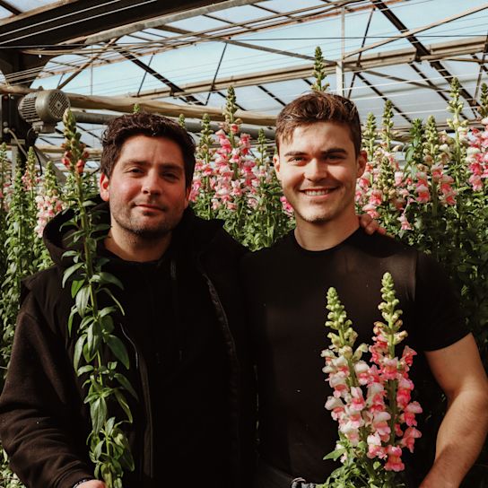 leeuwenbekken,roze,24 (15)