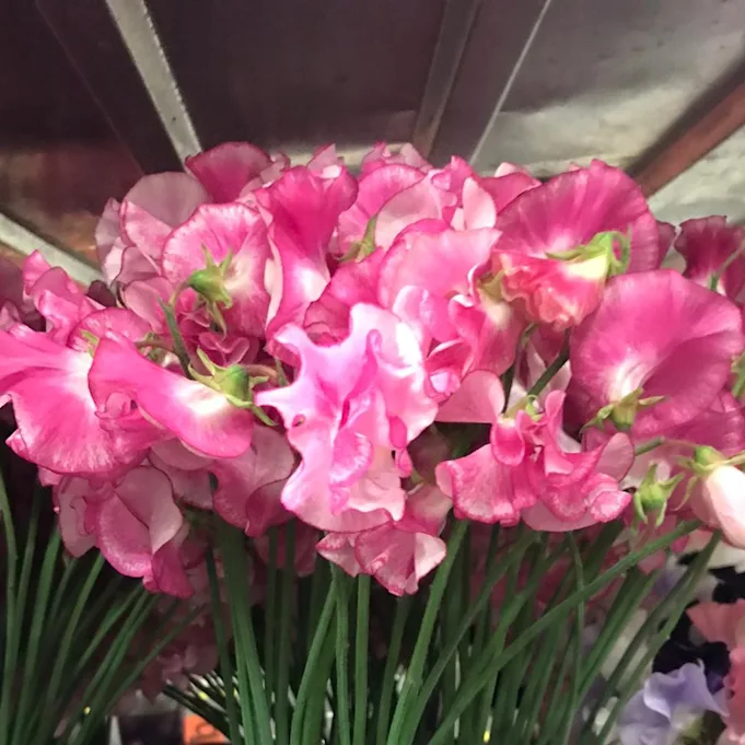 Lathyrus,rosa,21