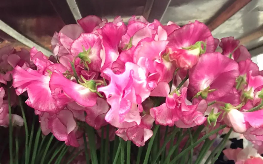 Lathyrus,rosa,21