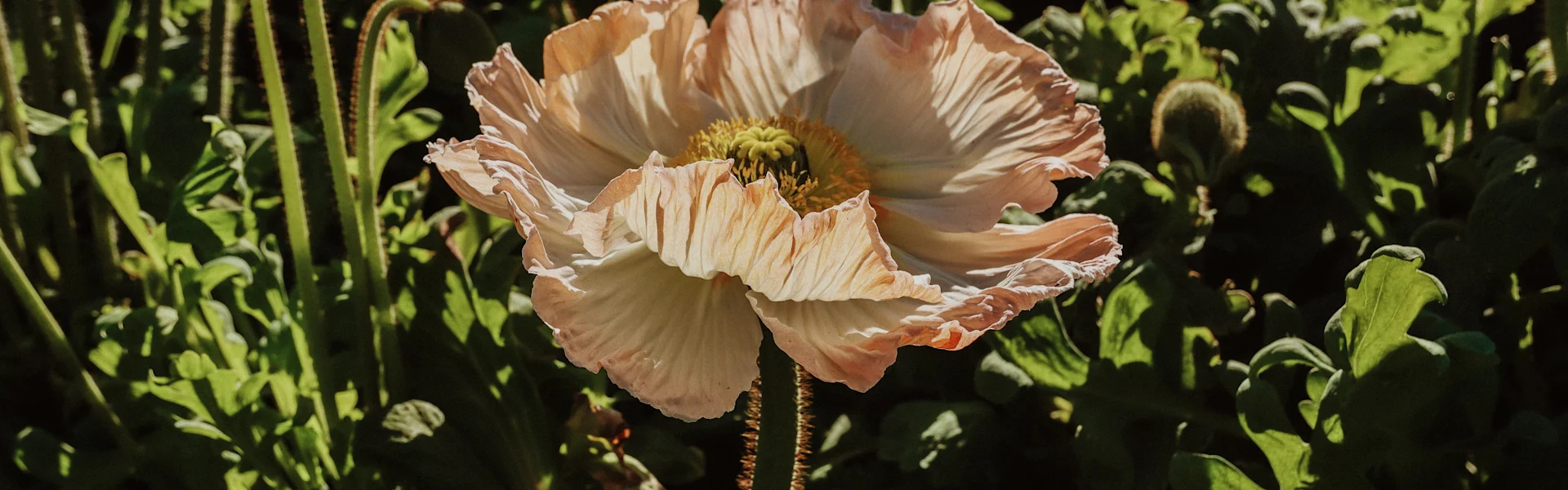 poppies from italy