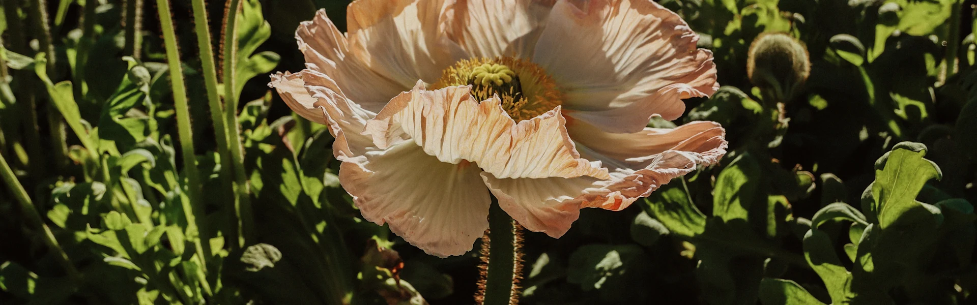 papavers uit italië