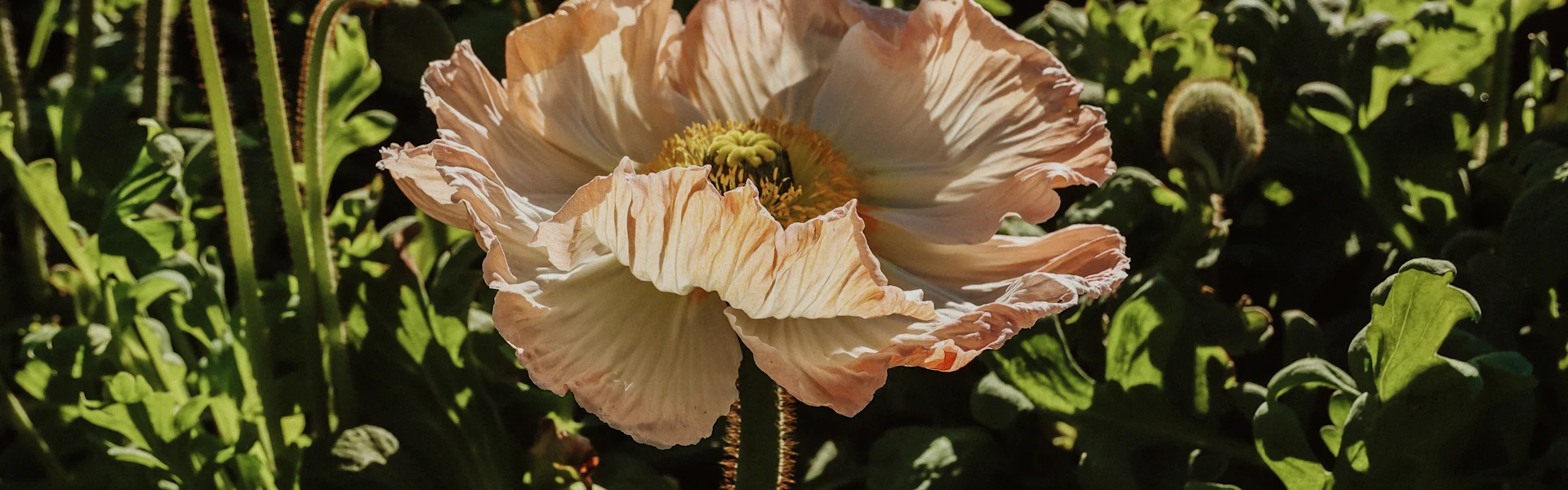 mohnblumen aus italien