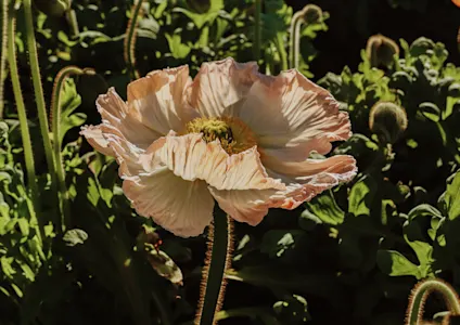 papaver,oranje,24 (17)